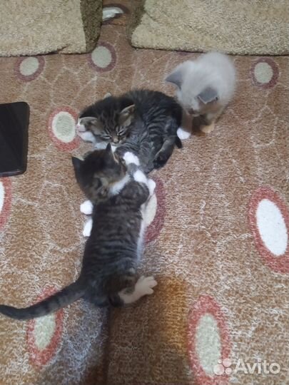 Шотландская