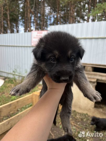 Немецкая овчарка
