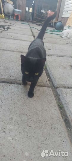 Кошка в дар