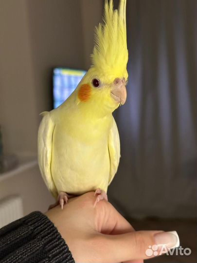 Попугай корелла