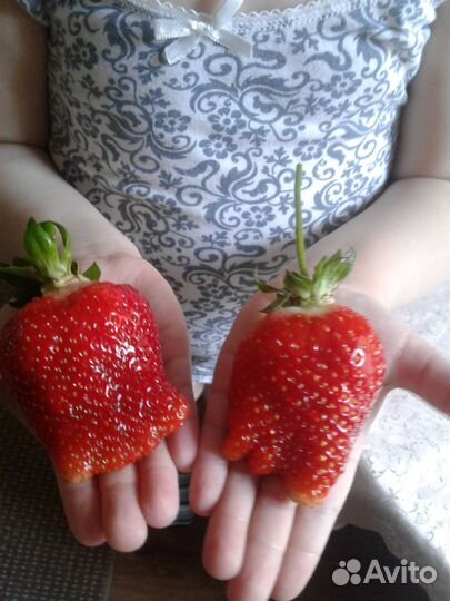 Рассада клубники азия