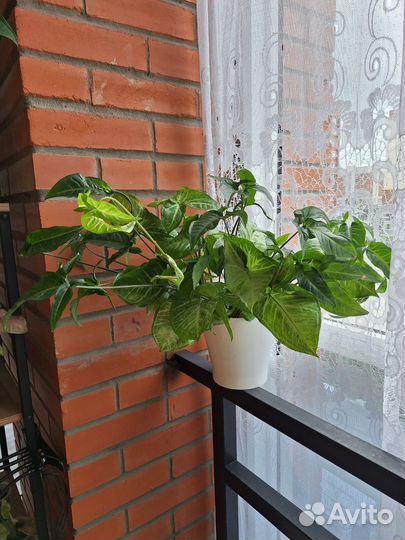 Сингониум 2 сорта в 1 горшке