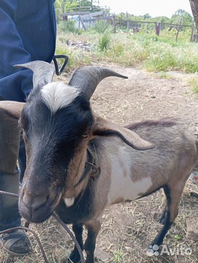 Козел породистый+ коза котная