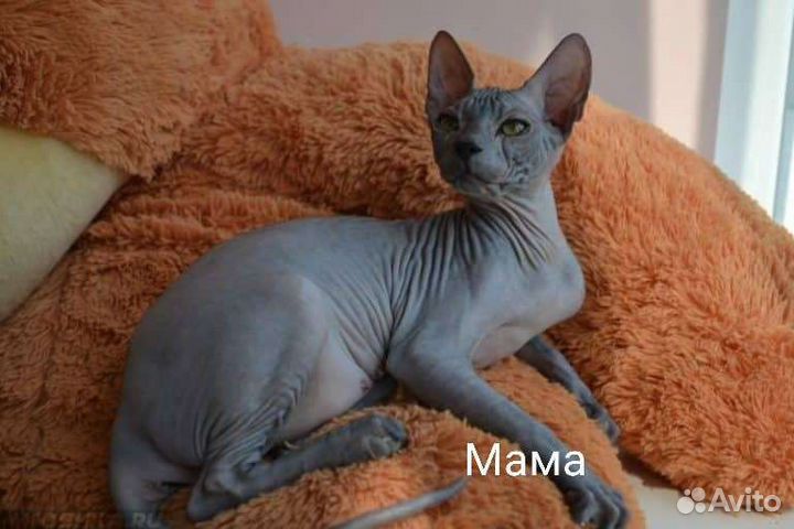 Донской сфинкс котята