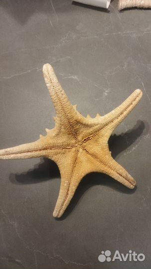 Морская звезда 23 см