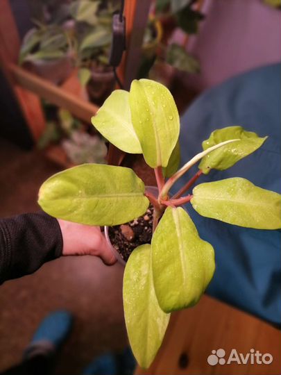 Филодендроны