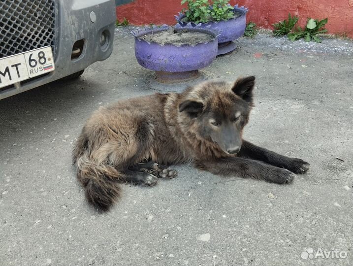 Кобелек в добрые руки