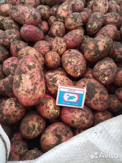 Картофель свежий молодой с доставкой до дома