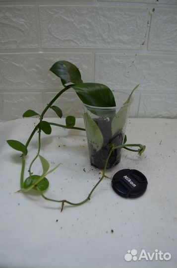 Рафидофора celatocaulis