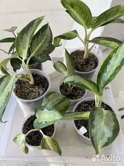 Аглаонема Aglaonema Kan Kwuay