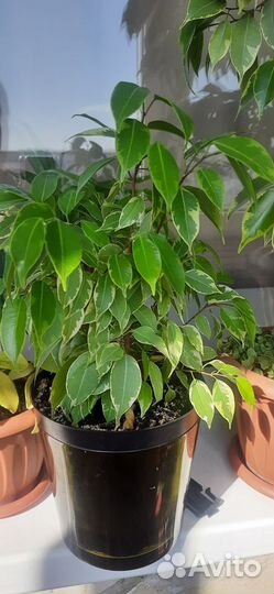 Комнатные домашние растения