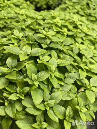 Микрозелень