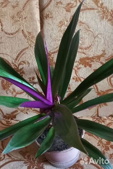 Интерьерное растение большое