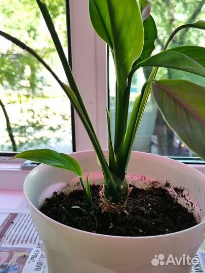 Спатифиллум