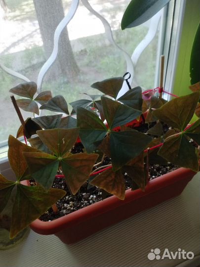 Оксалис кислица