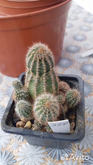 Кактусы и суккуленты