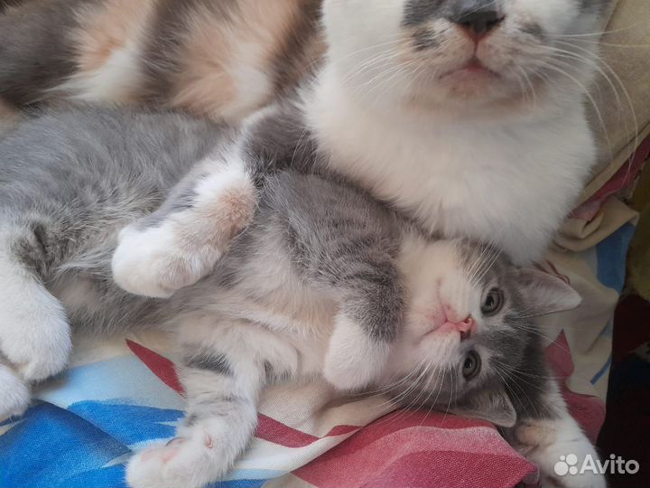 Котёнок (мальчик) в добрые руки