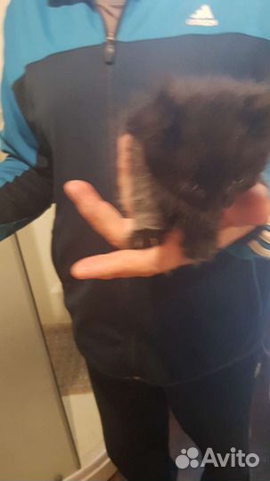 Котята,помесь британца, в дар