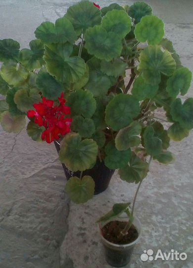 Пеларгония герань большие и маленькие