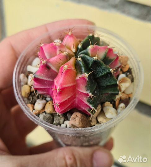 Кактус Гимнокалициум вариегатный