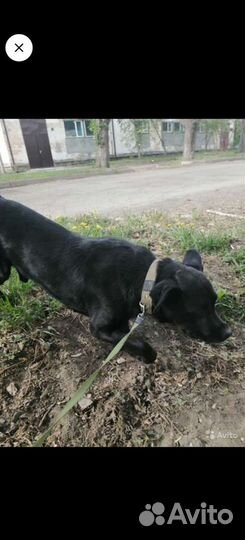 Зоогостиница для животных. Передержка. Круглосут