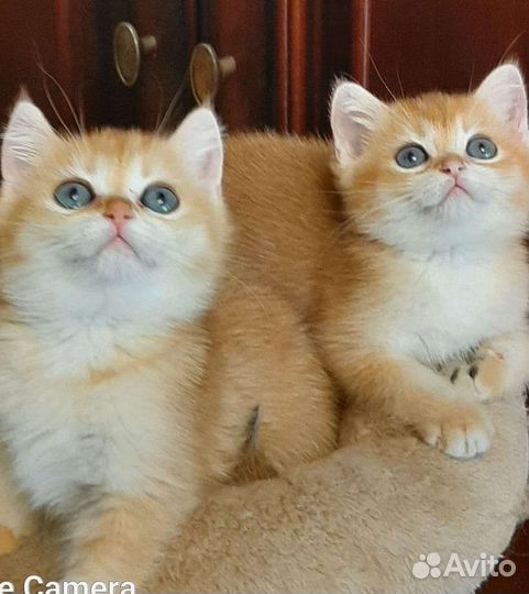 Золотые британские котята
