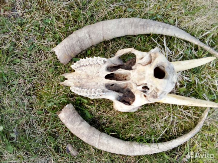 Череп и рога