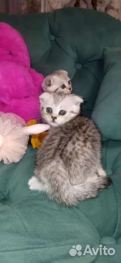 Шотландские котята