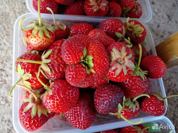 Клубника разных сортов