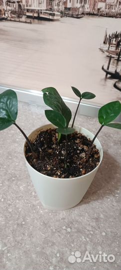 Замиокулькас