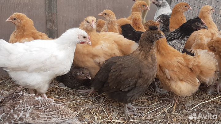 Домашние куры