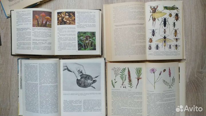 Энтомология, Зоология, ботаника, грибы