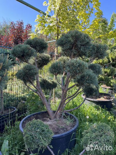 Сосна тисс можжевельник ель бонсай ниваки