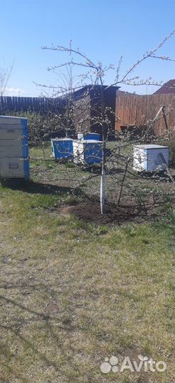 Продам пчел с ульями