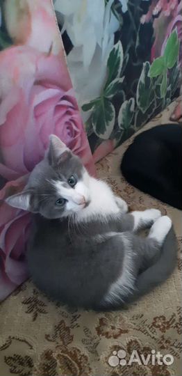 Кошка в дар бесплатно