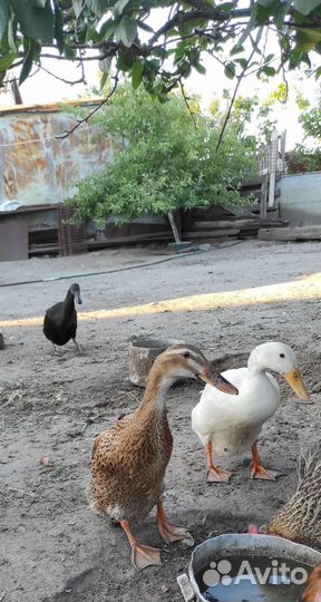 Индийский бегунок утята