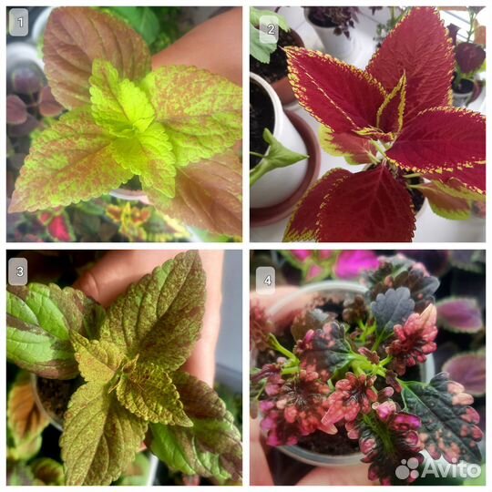 Колеусы вегетативные