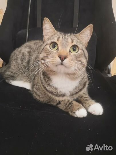 Котик ищет дом