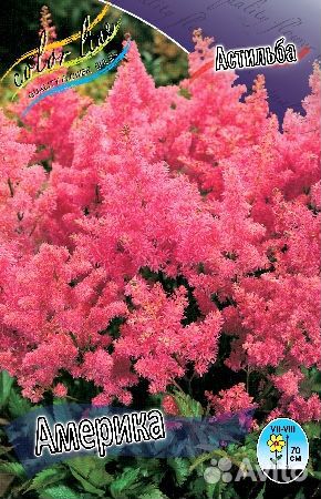 Астильбы,лилейники