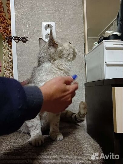 Кошка в дар