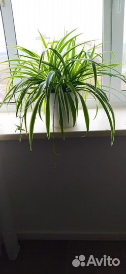 Хлорофитум