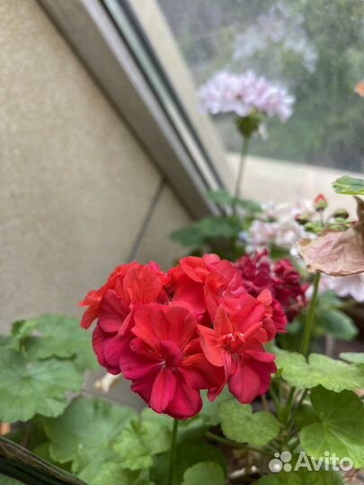 Герань пеларгония