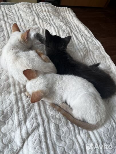 Тайские Котята Ред поинт