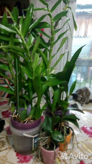 Орхидеи продажа