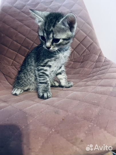 Британские котята