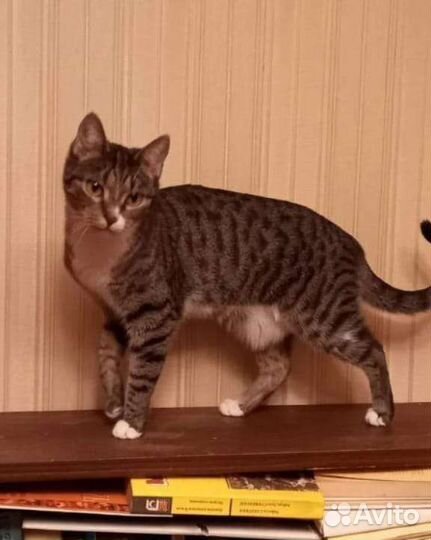 SOS Спасение животных. Кошки и коты в добрые руки