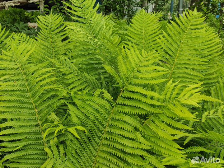 Папоротник садовый страусник