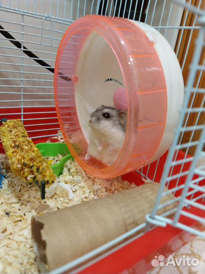 Клетка для джунгарского хомяка