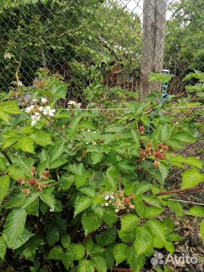 Саженцы ежевики