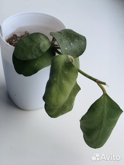 Укорененные черенки хойи